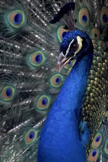 عکس با کیفیت طاووس