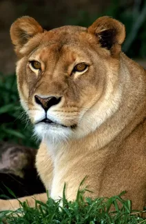 تصویر استوک شیر جنگل