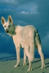 عکس سگ سفید در کویر