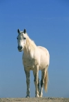 عکس اسب سفید و آسمان آبی