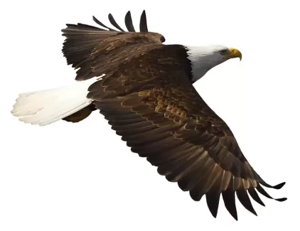 عکس عقاب عکس عقاب