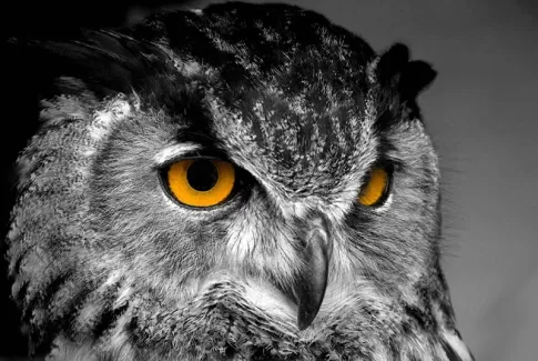 دانلود تصویر جغد دانلود تصویر جغد