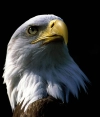 دانلود رایگان عکس با کیفیت عقاب