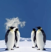 عکس پنگوئن در برف