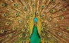 عکس با کیفیت طاووس
