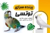 طرح لایه باز کارت ویزیت پرنده سرا شامل عکس پرنده و وکتور برگ