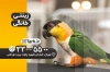 کارت ویزیت پرنده سرا شامل عکس پرنده و وکتور برگ