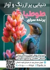 طرح تراکت پرنده سرا با تصویرسازی پرنده