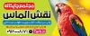 بنر لایه باز چاپ دیجیتال با عکس طوطی