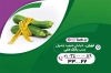 کارت ویزیت پزشک تغذیه شامل عکس کدو