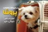 کارت ویزیت خام پت شاپ قابل ویرایش شامل عکس سگ جهت چاپ کارت ویزیت فروش لوازم حیوانات خانگی