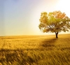 تصویر درخت پاییزی