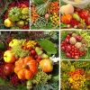 عکس میوه جات فصل پاییز