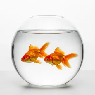 عکس حرفه ای تنگ ماهی