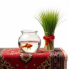 عکس حرفه ای ماهی گلی و سبزه
