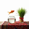 عکس حرفه ای ماهی گلی و سبزه
