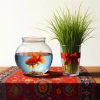 عکس حرفه ای ماهی گلی و سبزه