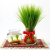 عکس حرفه ای تنگ ماهی و سبزه