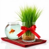 عکس حرفه ای ماهی گلی و سبزه