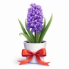 عکس حرفه ای سنبل
