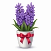 عکس حرفه ای سنبل