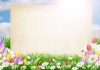 بک گراند طبیعت و گل