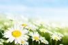 عکس با کیفیت گل سفید