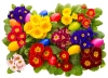 تصویر دوربری شده تخم مرغ رنگی