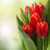 عکس دسته گل لاله