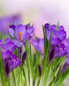 دانلود عکس با کیفیت گل زعفران