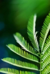 تصویر با کیفیت گیاه