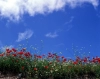 دانلود عکس طبیعت