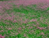 تصویر با کیفیت دشت گل صورتی