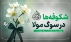 طرح بنر خام عید نوروز و شهادت امام علی شامل عکس گل