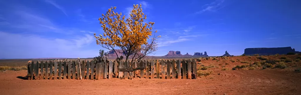 دانلود عکس واید درخت در کویر دانلود عکس واید درخت در کویر