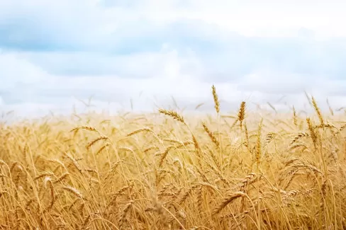 عکس با کیفیت گندم زار عکس با کیفیت گندم زار