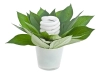 دانلود عکس باکیفیت لامپ و گیاه