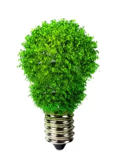 تصویر با کیفیت گیاه و لامپ