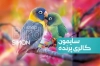 طرح لایه باز کارت ویزیت پرنده سرا شامل عکس پرنده و وکتور برگ و فرمت psd و قابلیت ویرایش