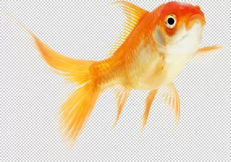 تصویر دوربری شده ماهی گلی