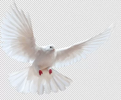 تصویر دوربری شده پرنده سفید