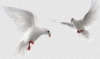 دانلود رایگان عکس باکیفیت پرنده سفید