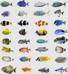 عکس باکیفیت ماهی های زینتی