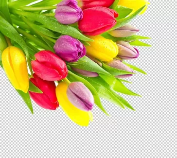دانلود عکس با کیفیت گل لاله