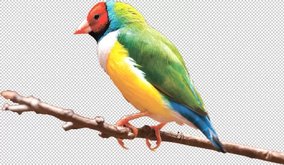 عکس با کیفیت پرنده رنگارنگ