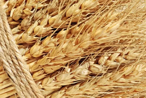 تصویر با کیفیت خوشه گندم تصویر با کیفیت خوشه گندم