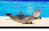 تصویر با کیفیت دلفین ها در آب