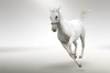تصویر با کیفیت اسب سفید