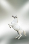 تصویر با کیفیت اسب سفید