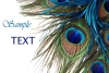 تصویر با کیفیت پرهای طاووس